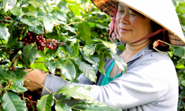 Vietnam’s Arabica coffee export saw strong growth in 2020