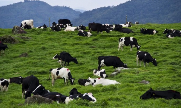 Vietnam sharply increases milk importation from ASEAN