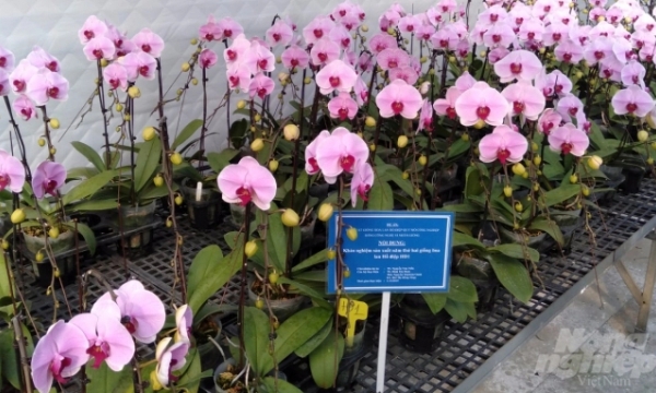 Copyright of two made-in-Vietnam orchid types successfully transferred