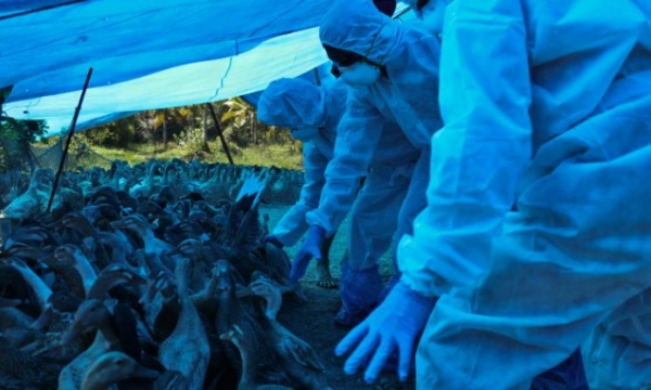 Russia tells WHO it has detected first case of avian flu strain in humans