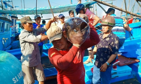 No overseas illegal fishing reported in Phu Yen