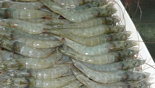 China suspends imports of shrimp from Ecuador’s exporter after white spot discovered