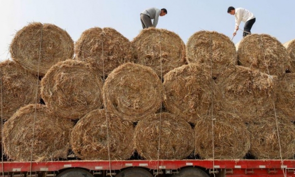 China's huge wheat stocks may have peaked last year as feeding rises
