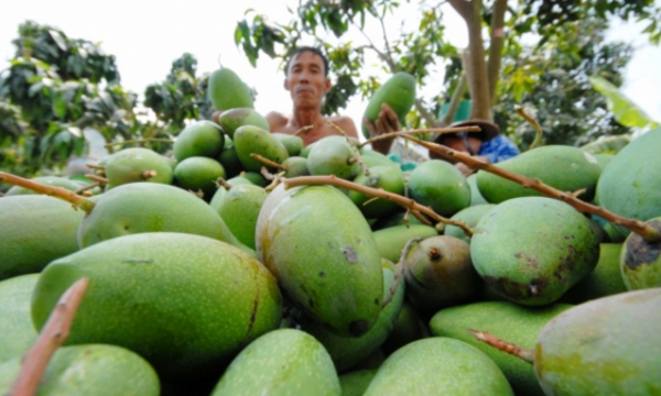 Mango prices slip to record low amid Covid-19 pandemic