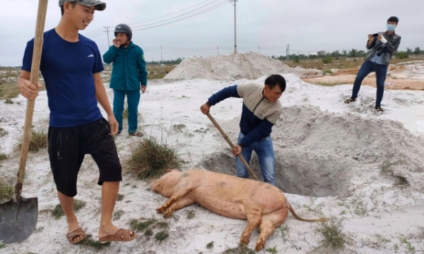 African swine fever re-emerging in areas in Quang Nam province