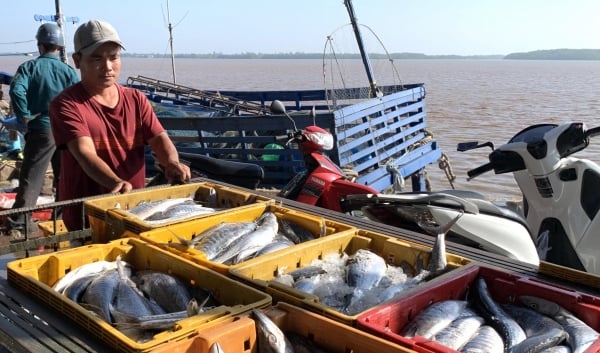 9 solutions to develop fisheries industry in the period 2021 - 2030