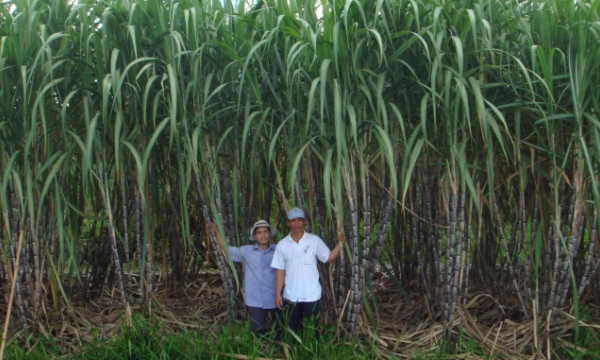 Sugar and sugarcane industry starts to recover, challenges still ahead
