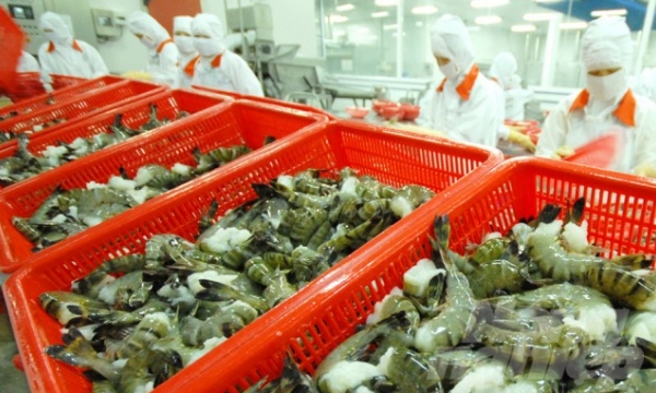 Shrimp exports struggle to adapt