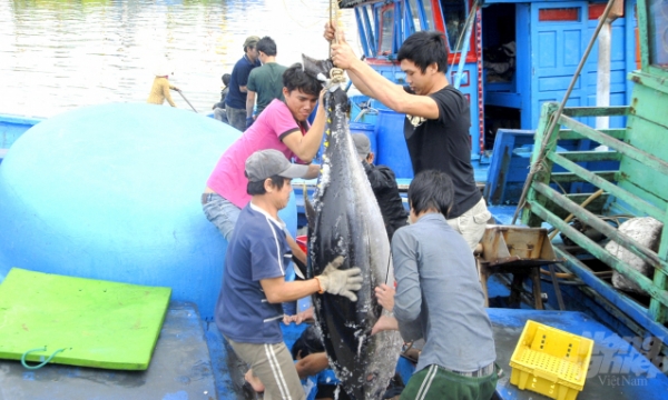 Businesses and fishermen cooperate to build tuna consumption chain