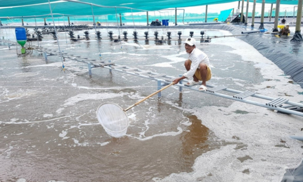 Environmental issues in intensive shrimp farming unsolved