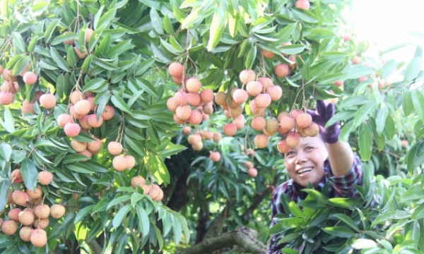 Strongly shifting Thieu lychee consumption to e-commerce