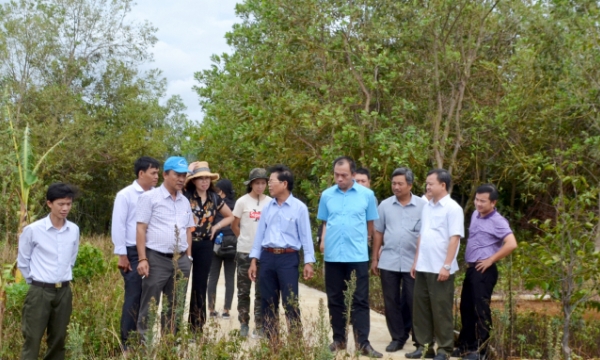 Phu Yen concentrates on developing large timber plantation