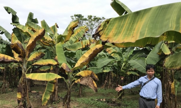 Prevention and control process against banana yellow leaf wilt disease