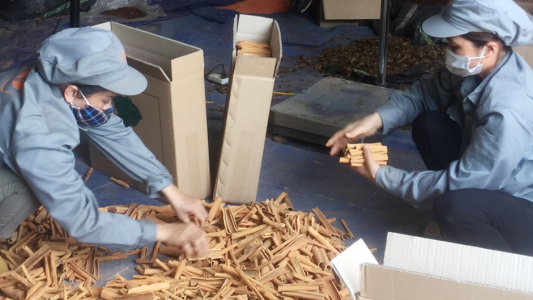 Lao Cai exports cinnamon products with GI for the first time