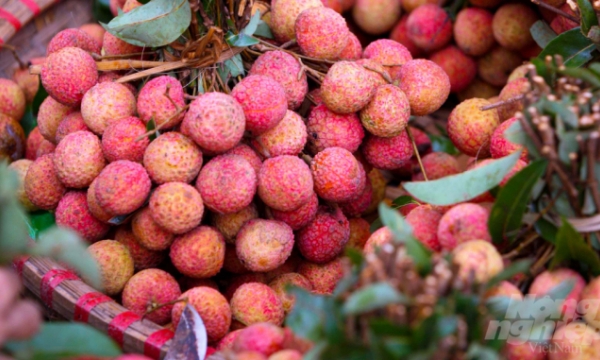 First shipment of 'Thieu' lychee arrives in Japan
