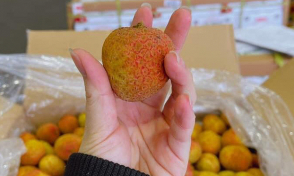 Lychee exports in five days exceed volume in whole year 2020