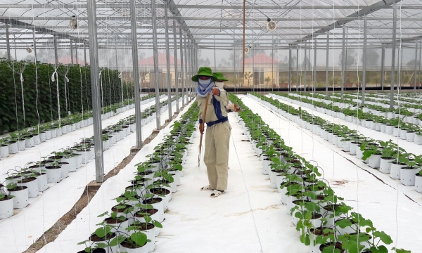 High potential of fruit and vegetable exports in Thanh Hoa