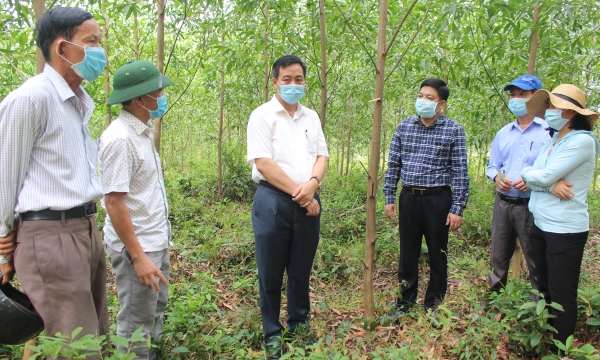 Forests of new hybrid acacia variety planted in Quang Tri