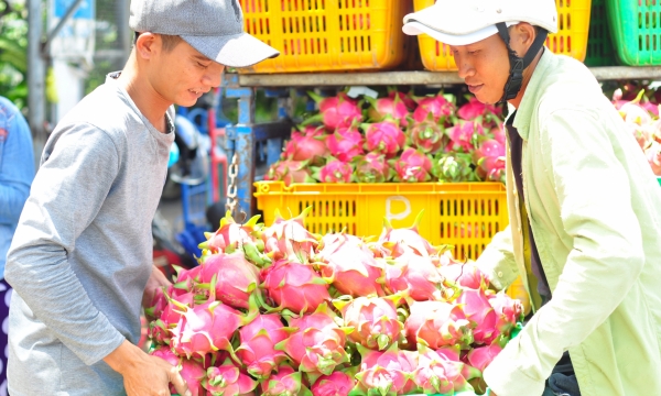 Prices of Binh Thuan's dragon fruits plunge sharply