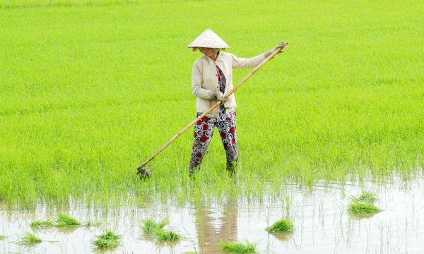 Farmers warned of not growing low-quality rice