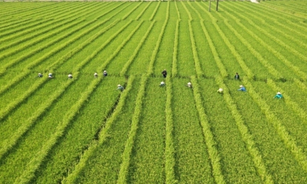High-quality hybrid rice variety MHC2