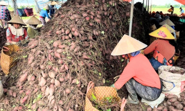 Sweet potato farmers hit hard as exports to China slowdown