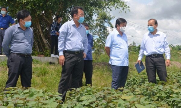 Minister Le Minh Hoan: Calculating the long path for sweet potatoes