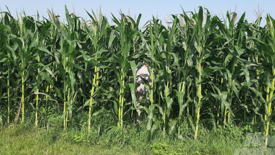 Cultivating biomass corn according to US technology