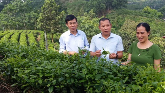 Khe Coc tea area reaches out to the world