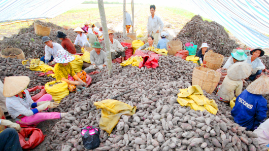 Agriculture mapping to orient sweet potato development