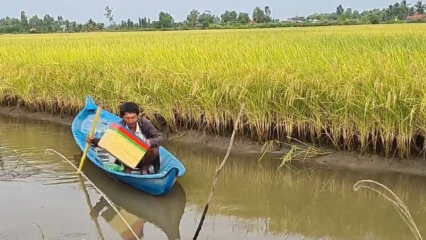 Irrigation systems at shrimp- rice farming areas are inadequate