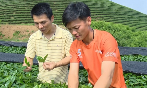 Chieng Di organic tea reaches out to the world markets