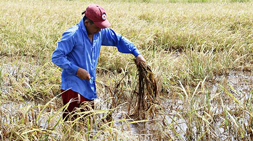 Agriculture damage caused by disease has reached nearly USD 39 million
