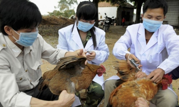 Localities asked to take preventive measures against avian flu A/H5N8
