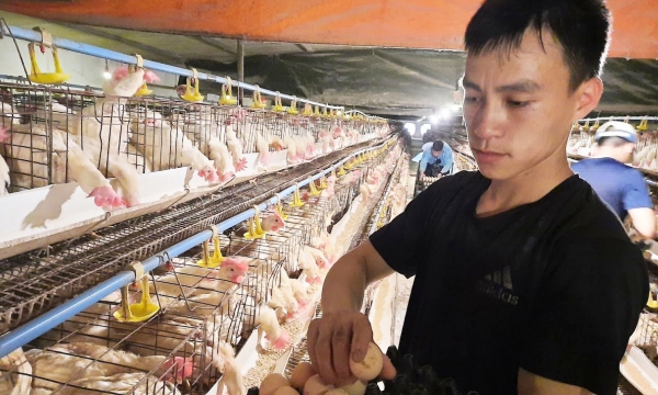 Export turnover of livestock products increases in the first half of 2021