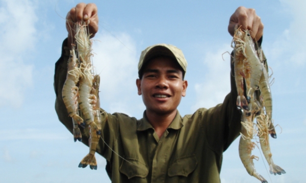 Vietnam's shrimp accounts for the largest market share in Australia