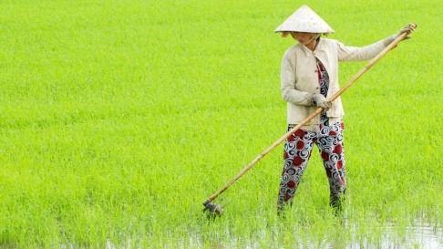 Autumn-winter rice crop may serve export demands