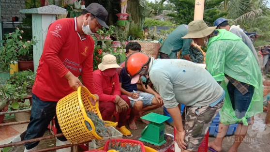 Mekong Delta: Shrimp farmers rush to early harvest with concerns of Covid-19