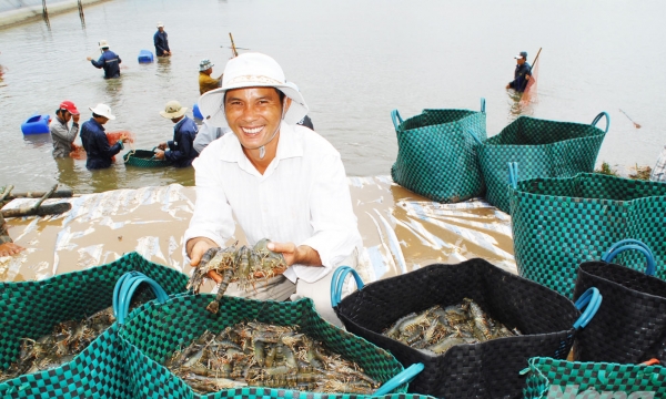 The door for shrimp export is still bright amidst difficulties