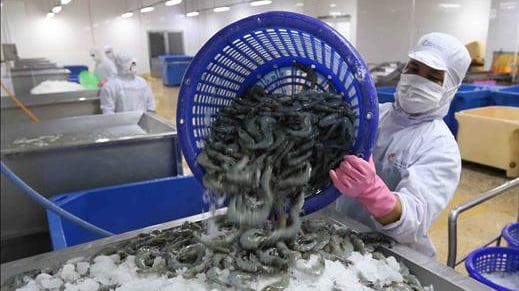 Huge opportunities for shrimp exports in the last months of the year