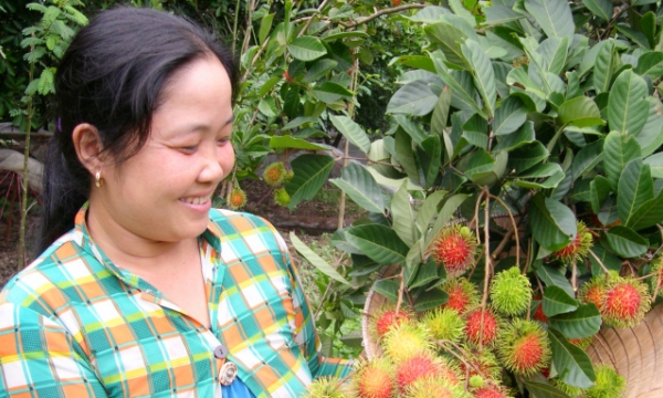 Vinh Long farmers boost off-season rambutan production