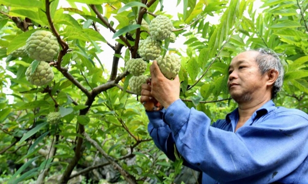 Promoting consumption of Lang Son's custard apples through e-commerce channel