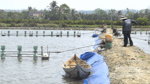 Responsible shrimp farming ensures favorable income in Binh Dinh