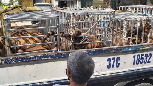 Illegal large-scale tiger breeding facility found in Nghe An