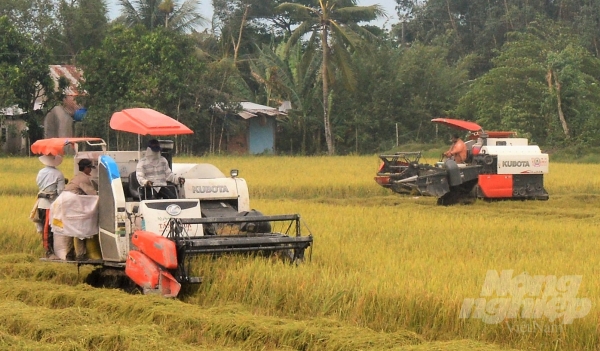 MARD proposed Government support the purchase of summer-autumn rice reserves