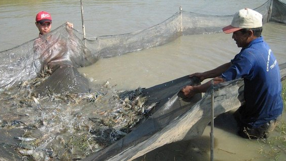 Gaps should be fulfilled to boost sustainable develpment of shrimp industry