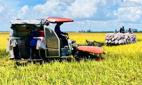An Giang farmers to have enterprises buy all summer-autumn rice
