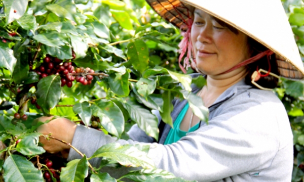Arabica coffee export rose in price
