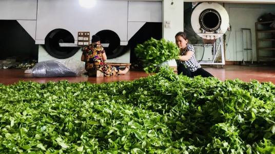 Expanding production of qualified organic tea