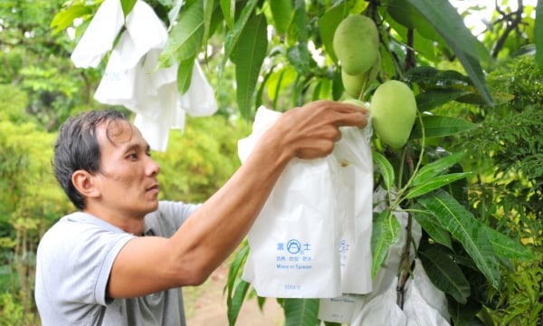 Dong Thap's agricultural restructuring produces fruitful results